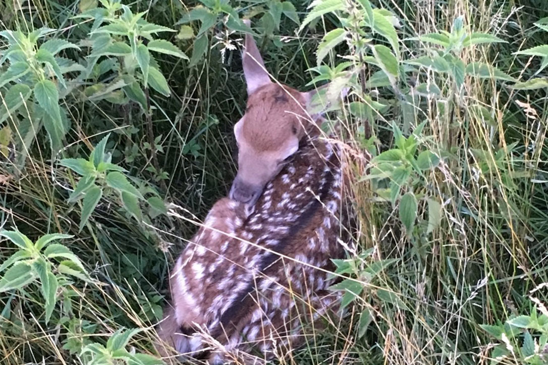 Damhirsch Jungtier im Versteck