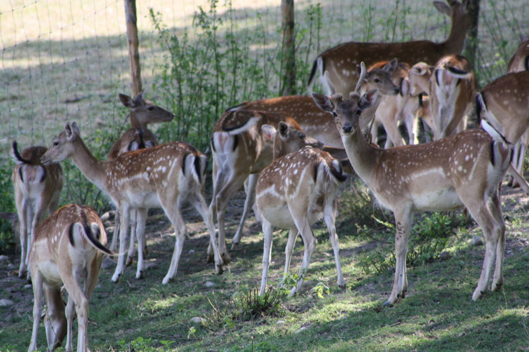 Damhirsche im Gehege Jura