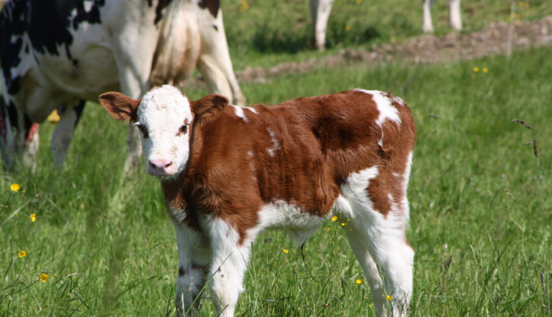 Kalb auf der Weide