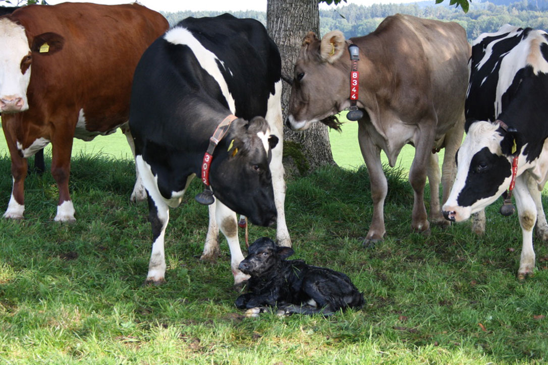 frischgeborenes Kalb auf der Weide umgeben von Kühen