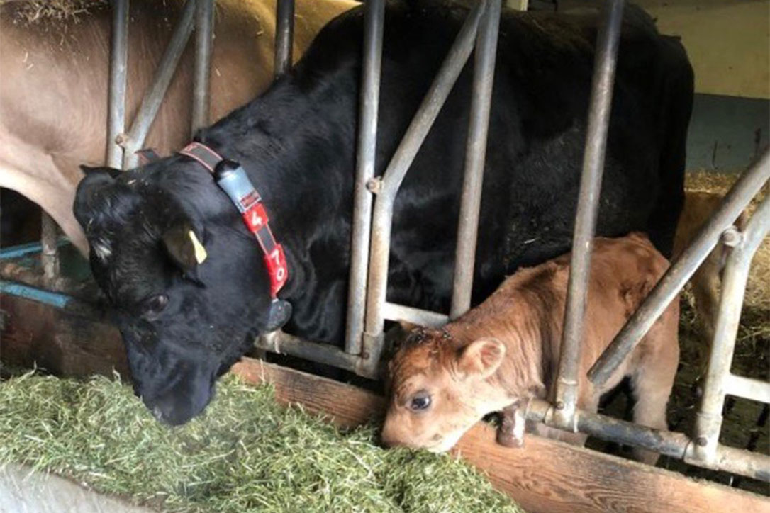 Mutterkuh und Kalb zusammen am Heu fressen