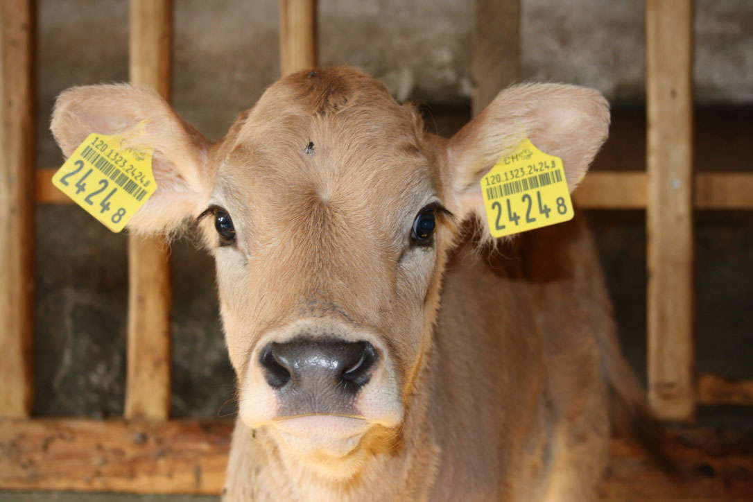 Nahaufnahme vom Kalb