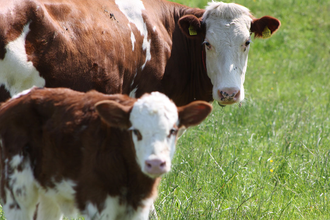 Mutterkuh mit Kalb auf der Wiese