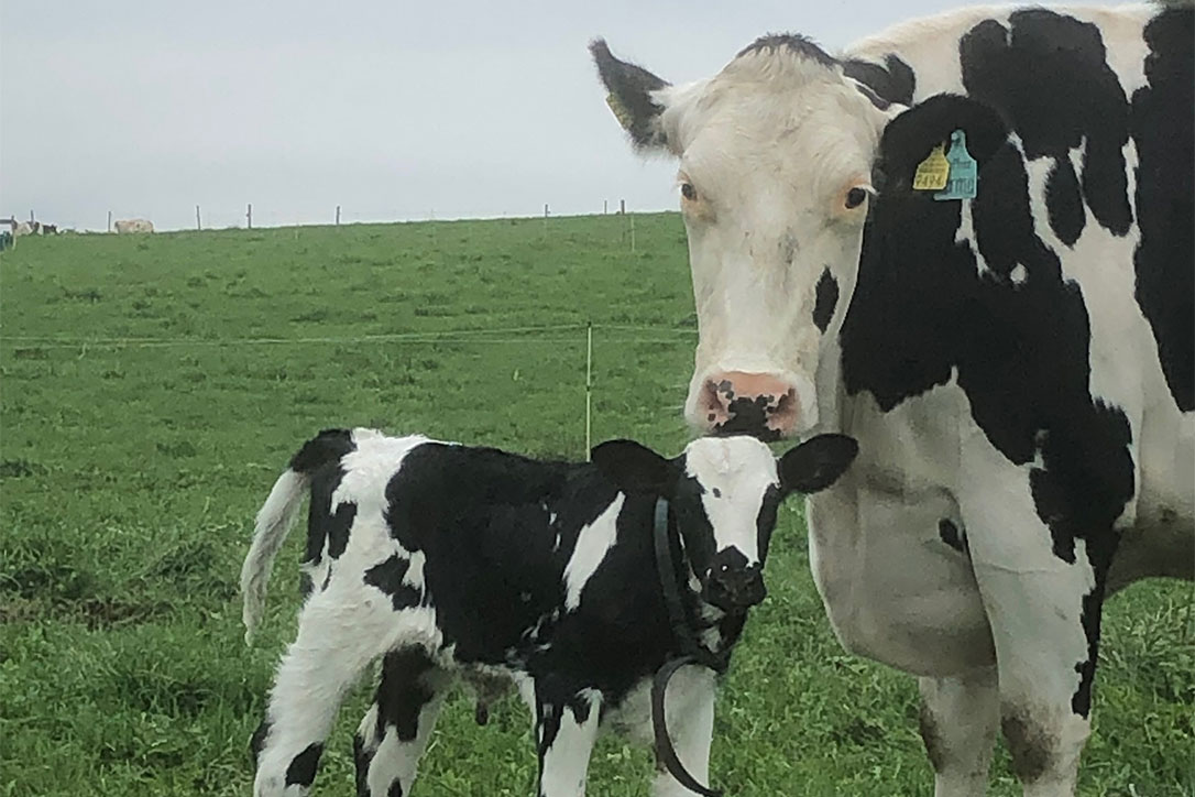 Mutterkuh mit Kalb auf der Weide