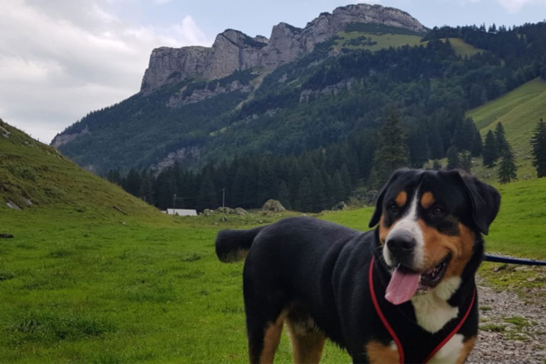 Sämi im Alpstein