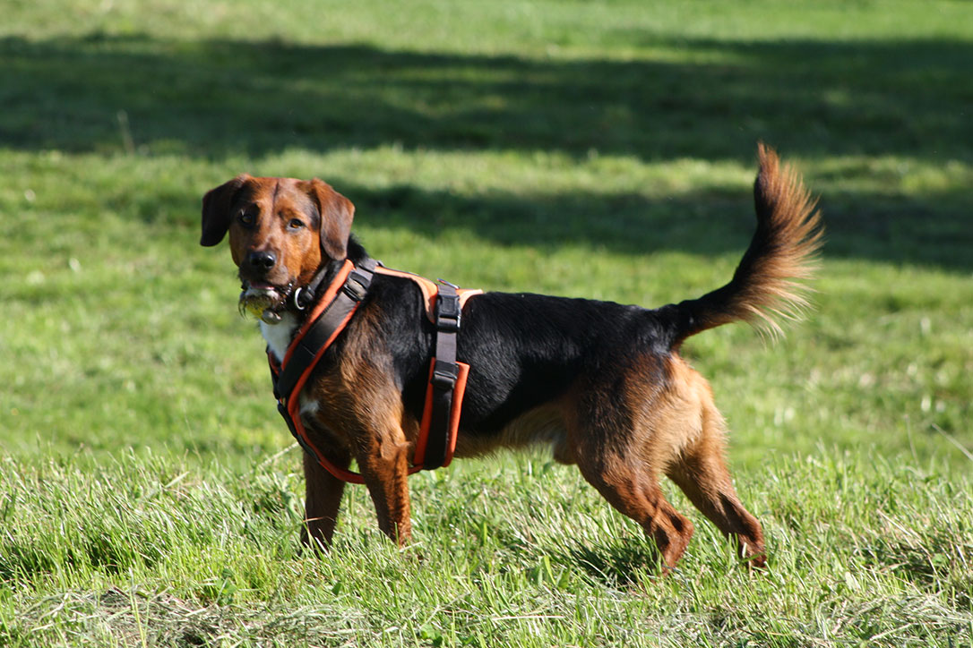 Jumbo der Hof- und Jagdhund